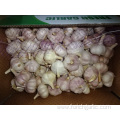 Fresh Normal White Garlic Crop 2019